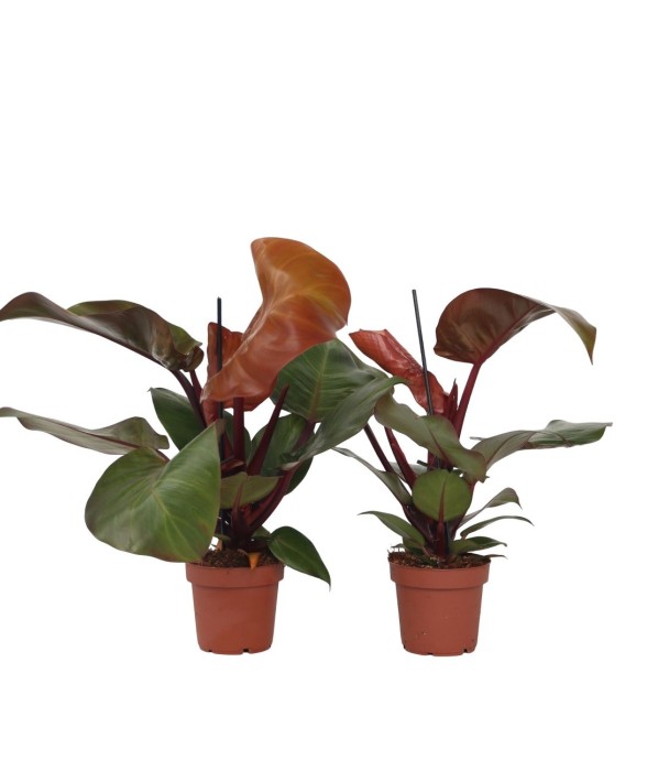 Plante verte - Set de 2 -...