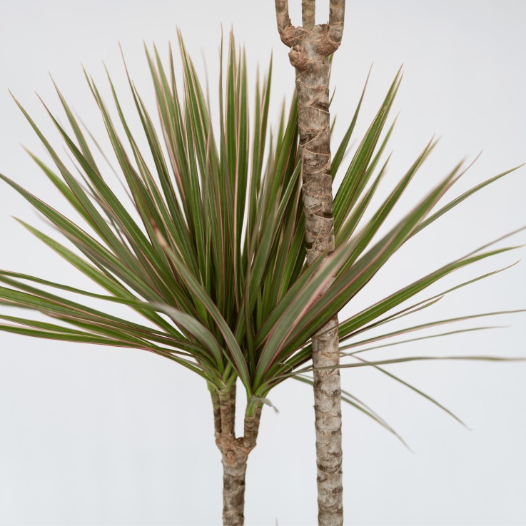 Dragonnier - Dracaena marginata 'Bicolor' - Hauteur 110-130cm - ⌀24cm