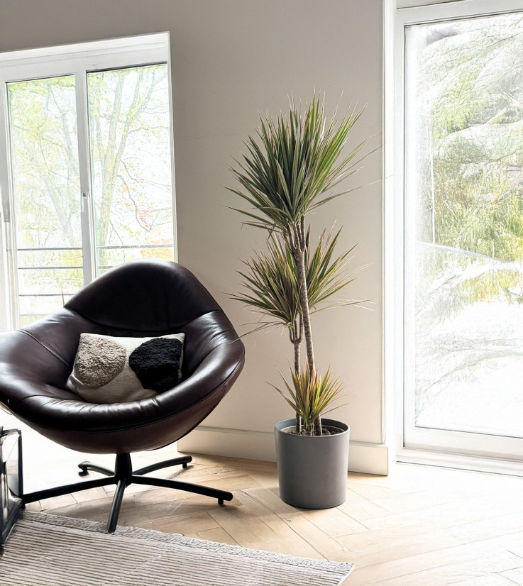 Dragonnier - Dracaena marginata 'Bicolor' - Hauteur 110-130cm - ⌀24cm