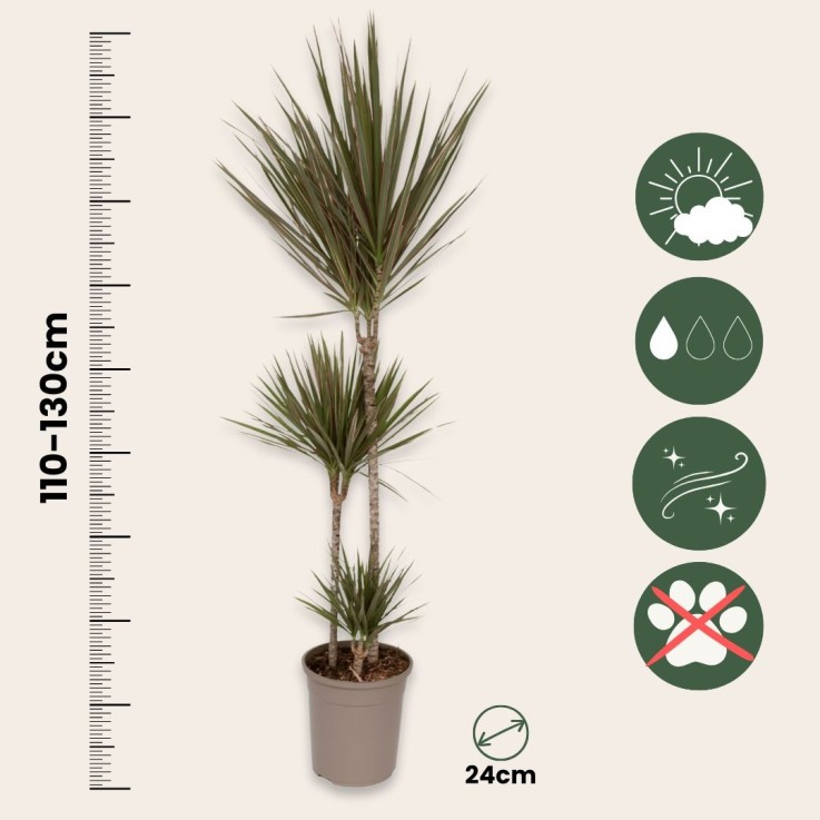 Dragonnier - Dracaena marginata 'Bicolor' - Hauteur 110-130cm - ⌀24cm
