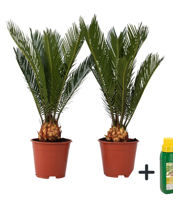 Sagou du Japon - Set de 2 -...