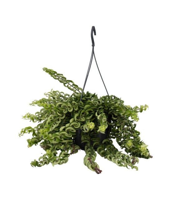 Plante rouge à lèvres -...