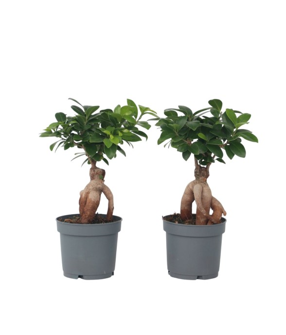Bonsaï - Set de 2 - Ficus...