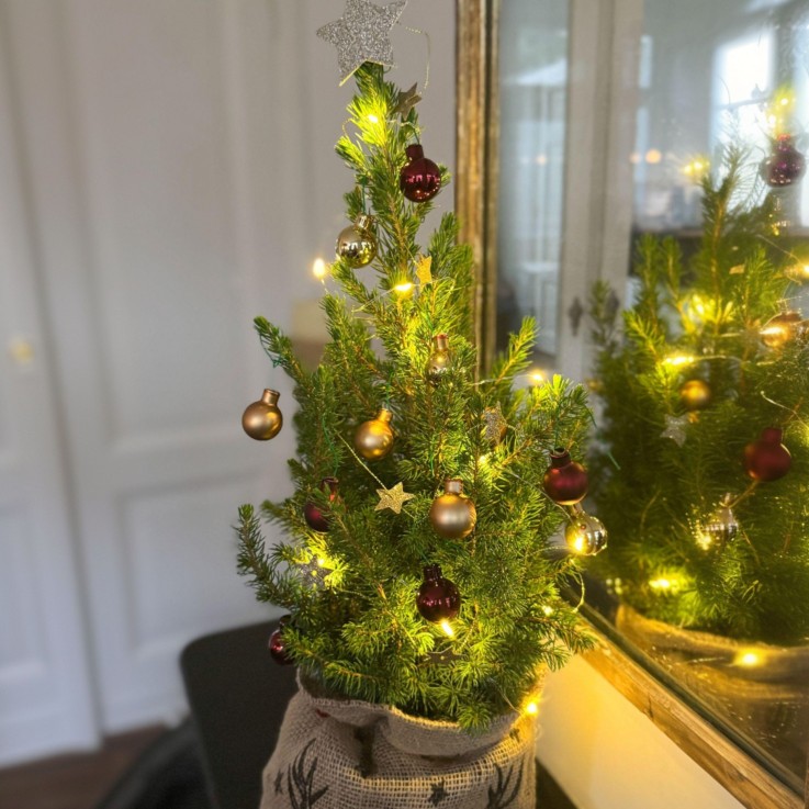 Mini-sapin avec sac-en-jute - Picea glauca Conica - 55-65cm - ⌀15cm