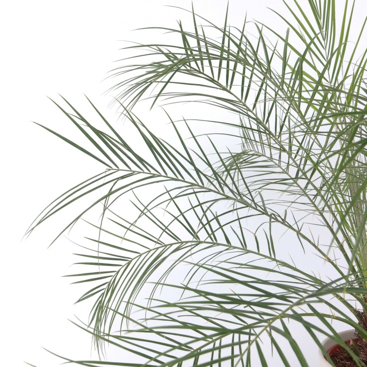 Palmier Dattier nain - Phoenix roebelenii - Hauteur 80-90cm - ⌀21cm