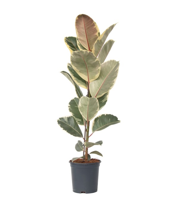 Caoutchouc - Ficus Elastica...