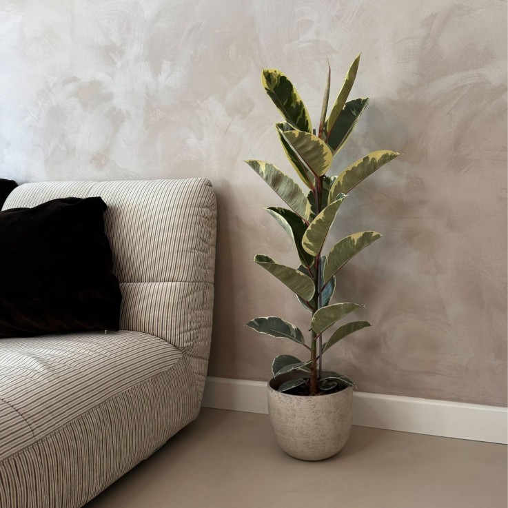 Caoutchouc - Ficus Elastica 'Tineke' - Hauteur 75-100cm - ⌀24cm