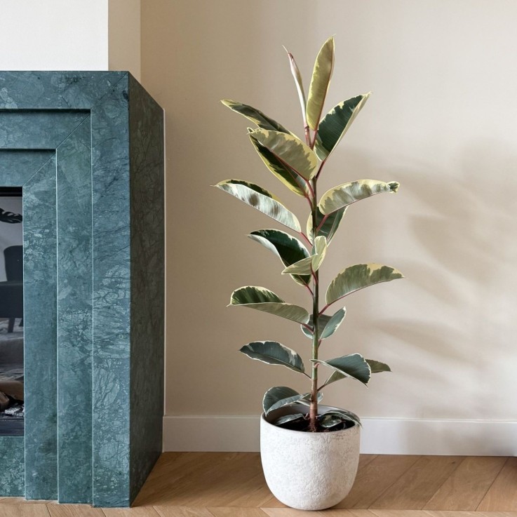 Caoutchouc - Ficus Elastica 'Tineke' - Hauteur 75-100cm - ⌀24cm