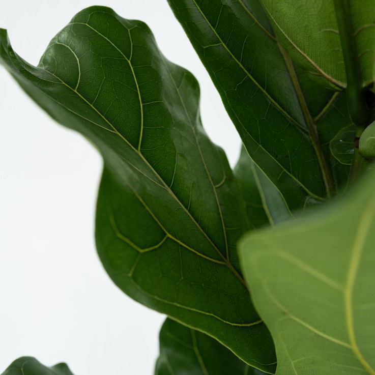 Figuier à Feuilles de Violon - Ficus Lyrata - Hauteur 70-90cm - ⌀21cm