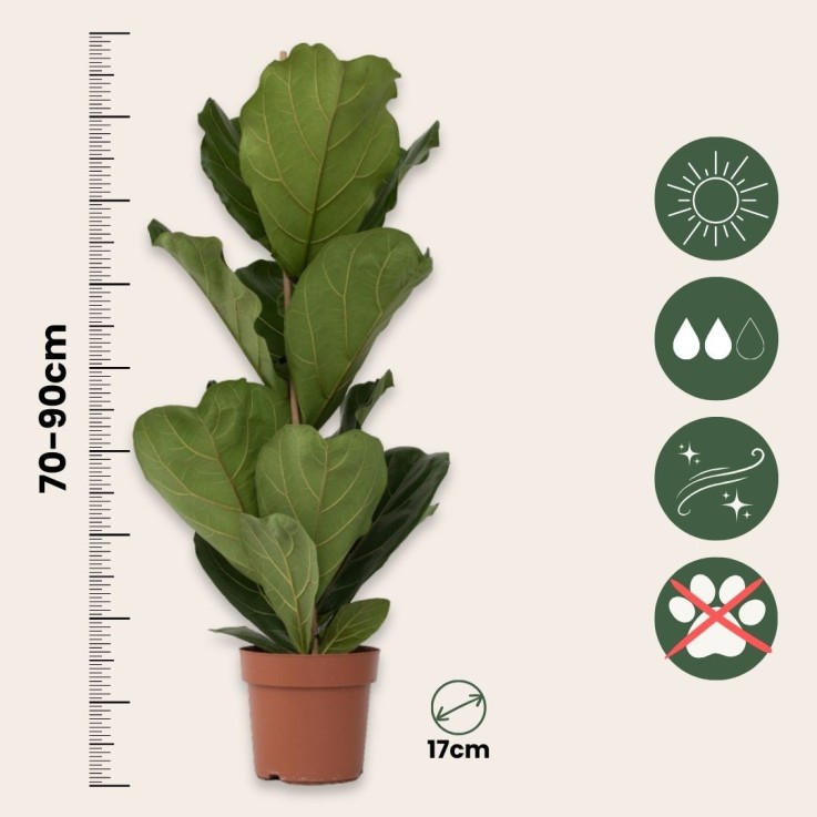 Figuier à Feuilles de Violon - Ficus Lyrata - Hauteur 70-90cm - ⌀21cm