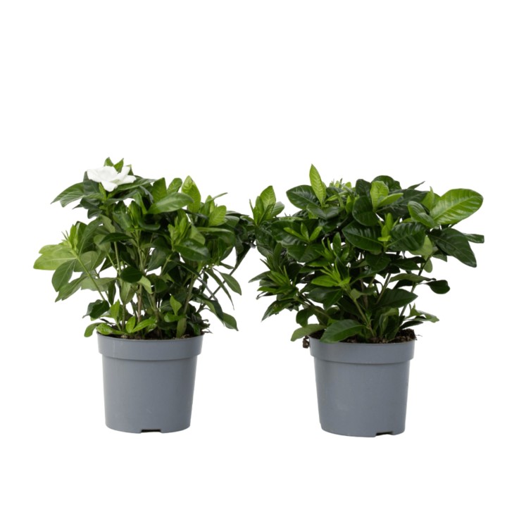 Jasmin du Cap - Set de 2 - Gardenia jasminoides - Hauteur 20-30cm - ⌀13cm