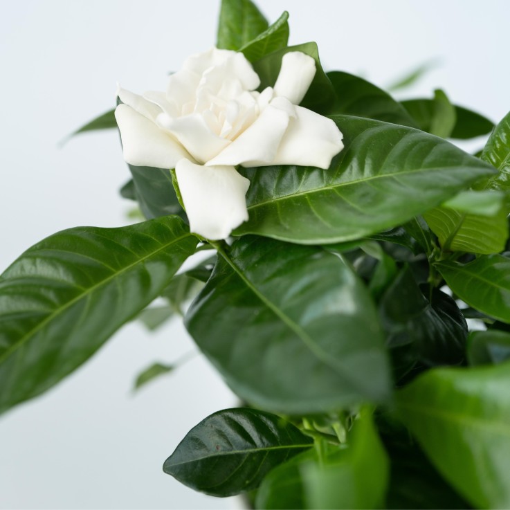 Jasmin du Cap - Set de 2 - Gardenia jasminoides - Hauteur 20-30cm - ⌀13cm