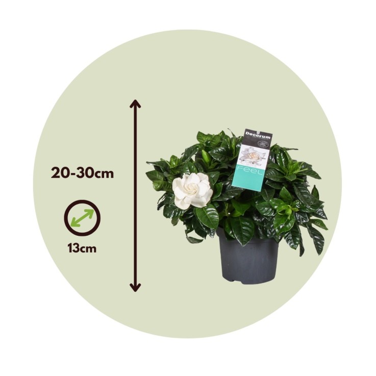 Jasmin du Cap - Set de 2 - Gardenia jasminoides - Hauteur 20-30cm - ⌀13cm