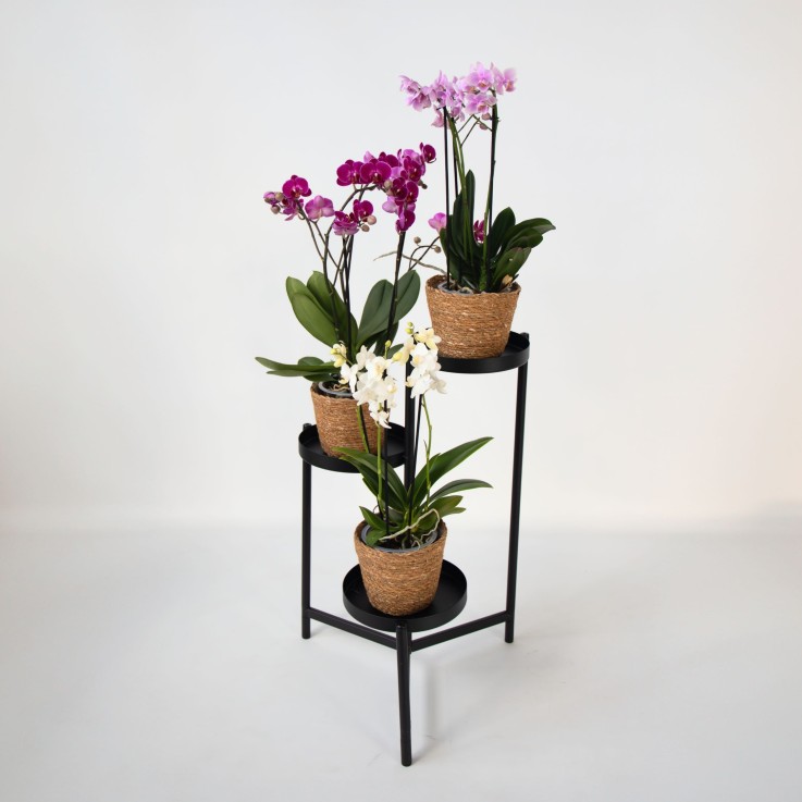 Orchidée - x3 - Phalaenopsis Multiflora dans panier - Hauteur 35-45cm - ⌀12cm