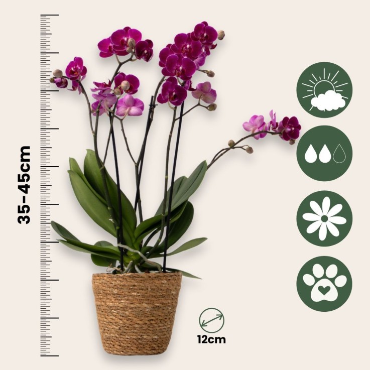 Orchidée - x3 - Phalaenopsis Multiflora dans panier - Hauteur 35-45cm - ⌀12cm