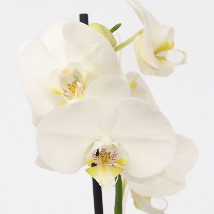 Orchidée papillon - Phalaenopsis - Hauteur 50-60cm - ⌀12cm