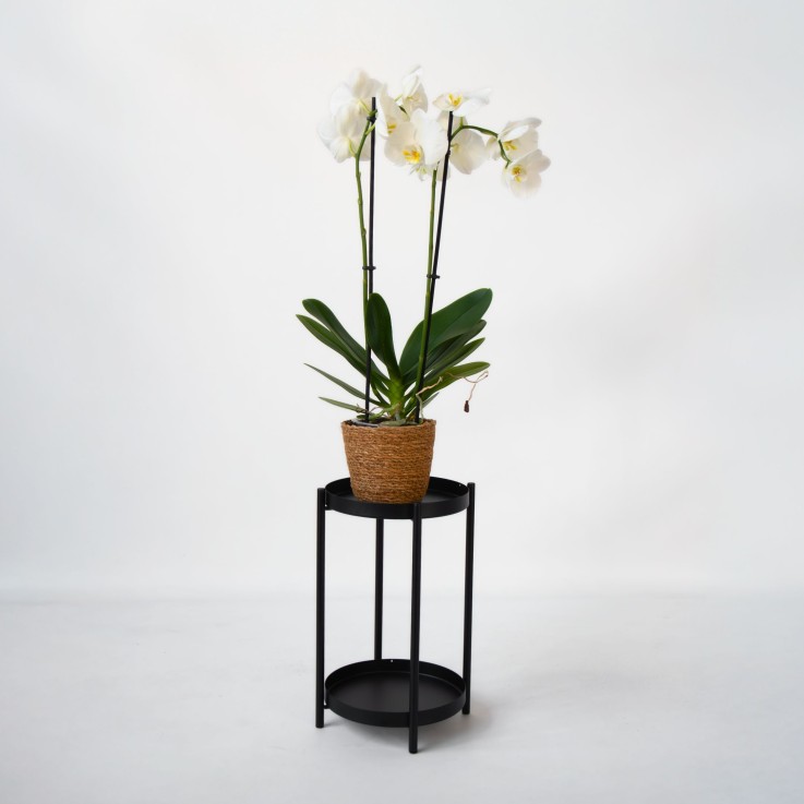 Orchidée papillon - Phalaenopsis - Hauteur 50-60cm - ⌀12cm