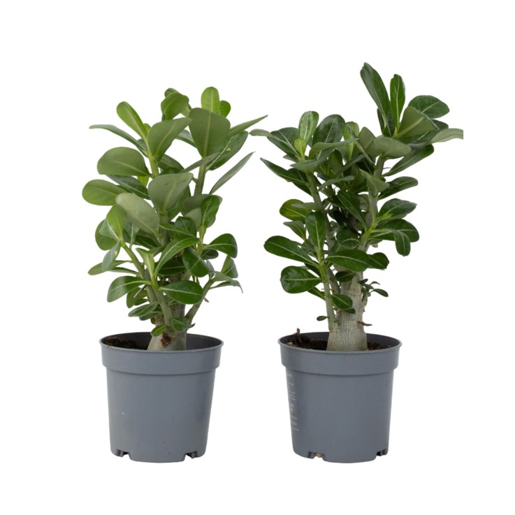 Rose du désert - Set de 2 - Adenium obesum - Hauteur 25-40cm - ⌀10,5cm