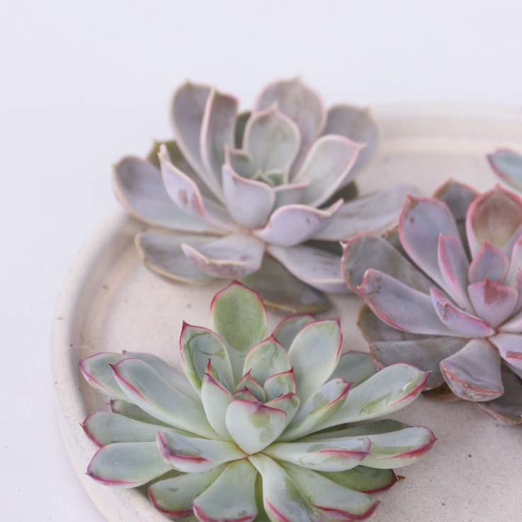 Bricolage décorative - Set de 5 - Echeveria lilacina - Hauteur 7cm