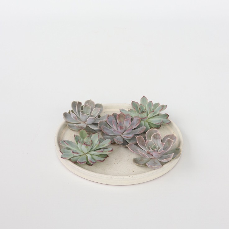 Bricolage décorative - Set de 5 - Echeveria lilacina - Hauteur 7cm