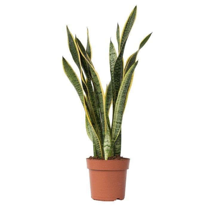 Langue de belle-mère - Sansevieria trifasciata Laurentii - H65-75cm - ⌀21cm