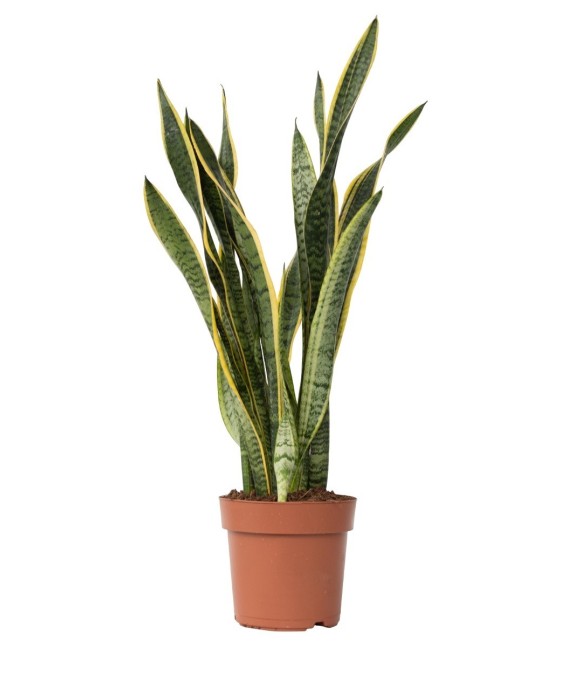 Langue de belle-mère -...