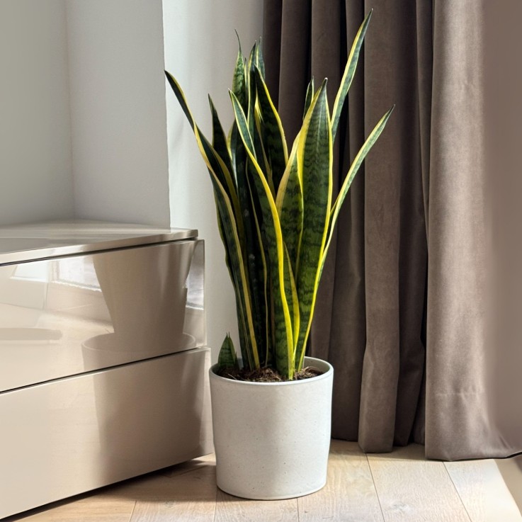 Langue de belle-mère - Sansevieria trifasciata Laurentii - H65-75cm - ⌀21cm