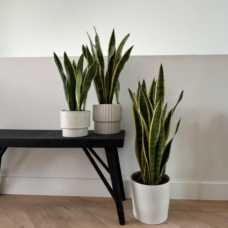 Langue de belle-mère - Sansevieria trifasciata Laurentii - H65-75cm - ⌀21cm