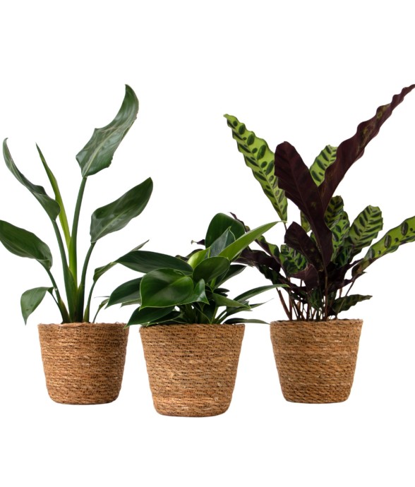 Lot de 3 plantes...