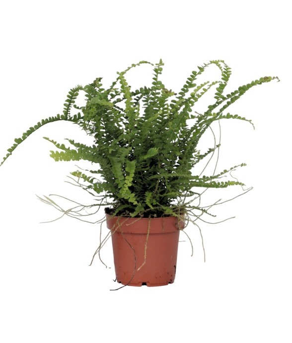 Fougère de Duff -...