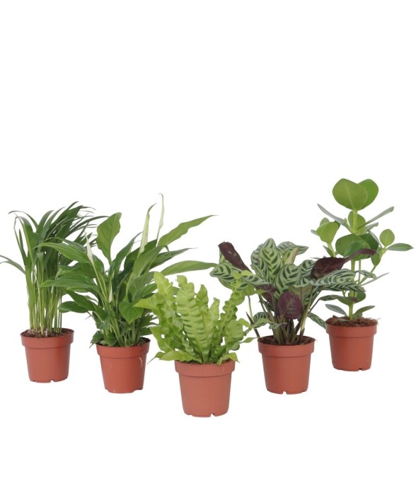 Mélange de plantes...