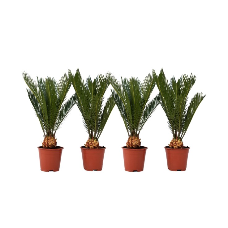 Sagou du Japon - Set de 4 - Cycas revoluta - Hauteur 45-60cm - ⌀15cm