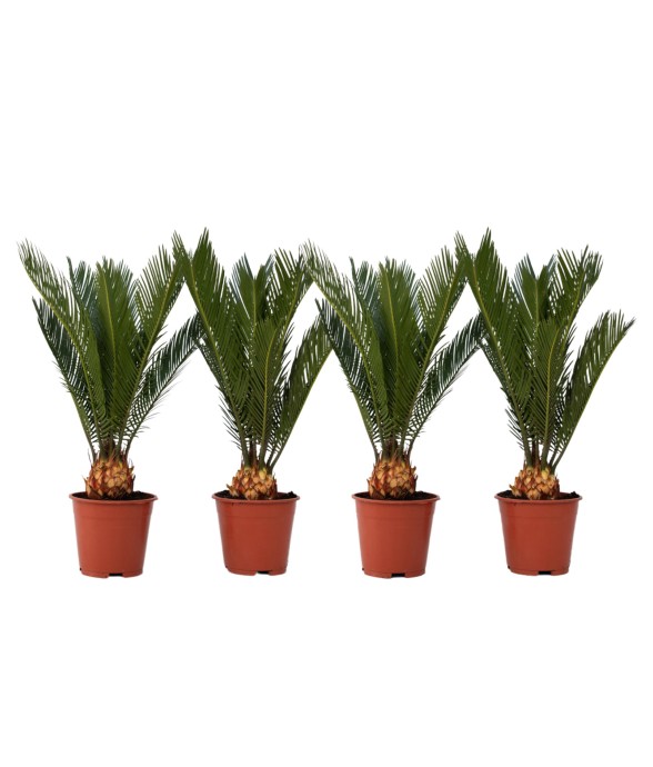 Sagou du Japon - Set de 4 -...