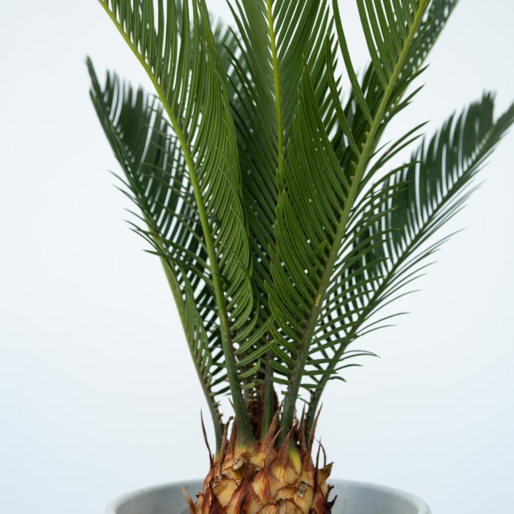 Sagou du Japon - Set de 4 - Cycas revoluta - Hauteur 45-60cm - ⌀15cm