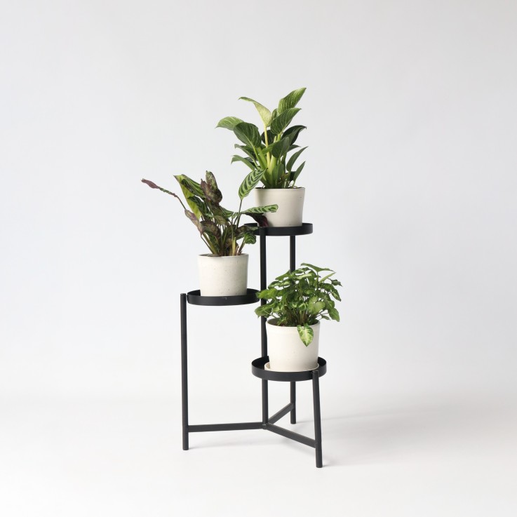 Mélange de plantes d'intérieur - Set de 3 - Hauteur 25-40cm - ⌀12cm