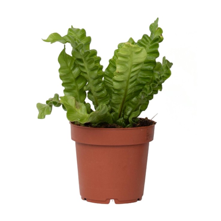 Fougère nid d'oiseau - Asplenium nidus 'Crispy Wave' - Hauteur 25-40cm - ⌀12cm