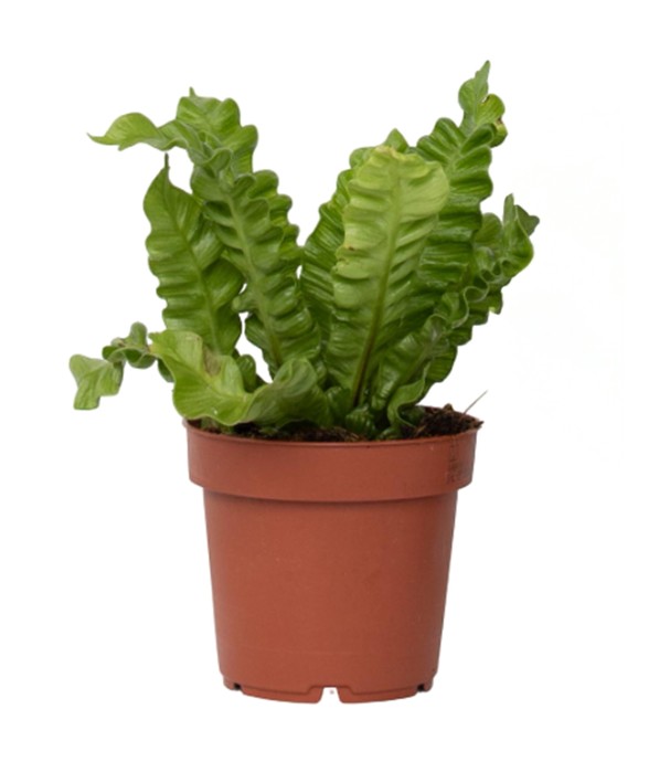 Fougère nid d'oiseau -...