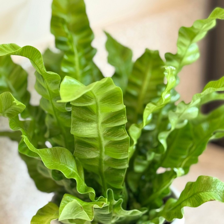 Fougère nid d'oiseau - Asplenium nidus 'Crispy Wave' - Hauteur 25-40cm - ⌀12cm
