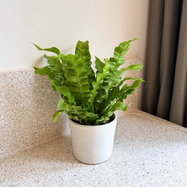 Fougère nid d'oiseau - Asplenium nidus 'Crispy Wave' - Hauteur 25-40cm - ⌀12cm