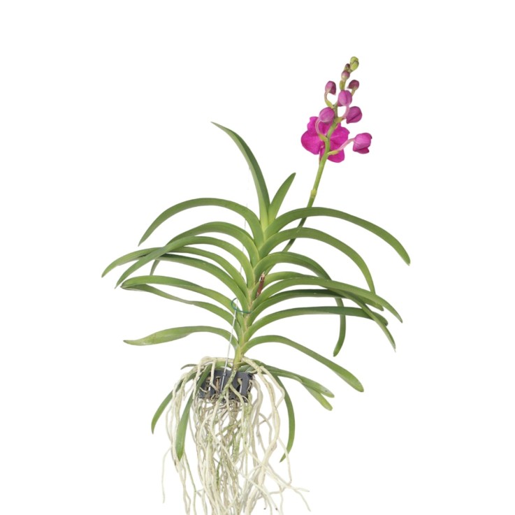 Orchidée - Vanda 'Pink' - Hauteur 55-65cm