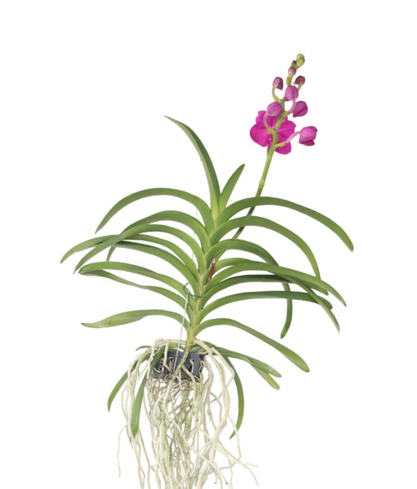 Orchidée - Vanda 'Pink' -...