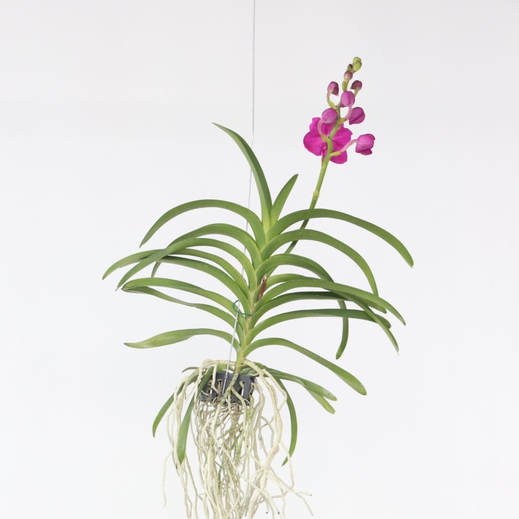Orchidée - Vanda 'Pink' - Hauteur 55-65cm