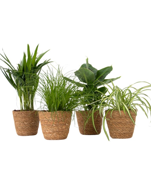 Plantes sans danger - Lot...