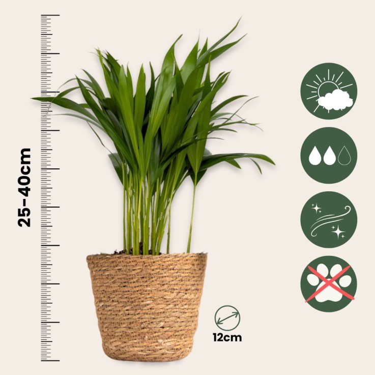 Plantes sans danger - Lot de 4 avec paniers - H.25-40cm - ⌀12cm