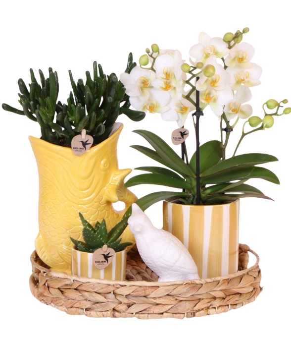 Coffret cadeau orchidée...