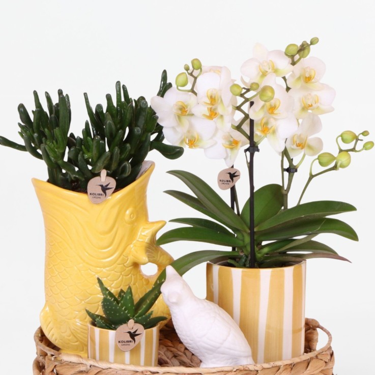 Coffret cadeau orchidée 'Yellow XL' - Phalaenopsis - Hauteur 35cm