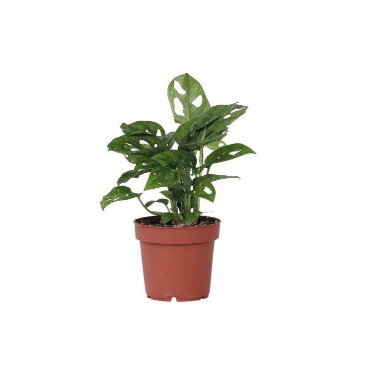 Plante à trous - Monstera adansonii 'Monkey Mask' - Hauteur 25-30cm - ⌀12cm