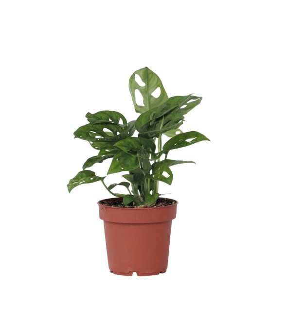 Plante à trous - Monstera...