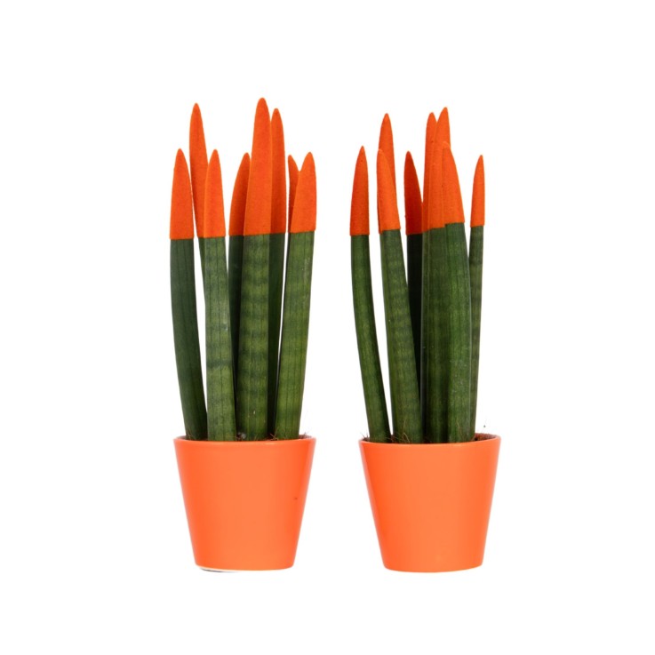 Langue de belle-mère - Set de 2 - Sansevieria cylindrica - H20-40cm - ⌀9cm