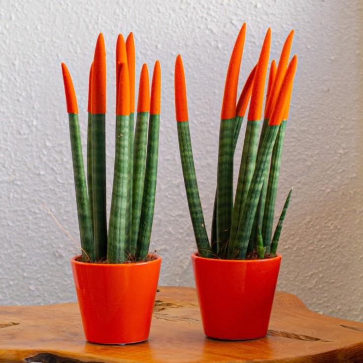 Langue de belle-mère - Set de 2 - Sansevieria cylindrica - H20-40cm - ⌀9cm